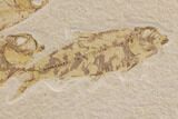 Wide Fossil Fish Mortality Plate - Wyoming #91573-4